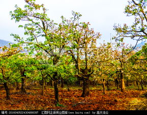梨树林