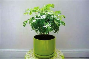 适合家里养的盆栽植物有哪些,适合盆栽的植物？