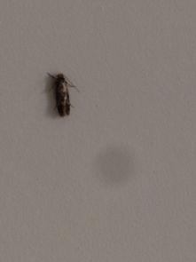 家里墙上好多这样的小虫子,谁知道这是什么,什么消灭啊