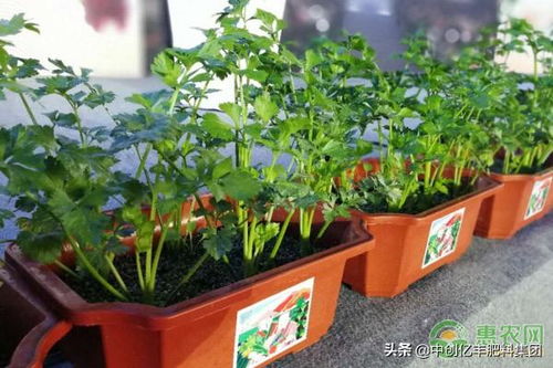 盆栽种植的要领有什么(盆栽种植方法和注意事项)