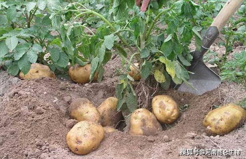 马铃薯重茬根腐用什么药防治 黄叶死苗烂根如何预防 叶枯叶霉病用药根小子