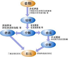 新陈代谢 搜狗百科 