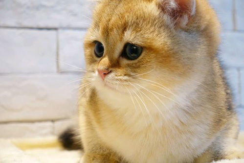 绊运猫舍 金虎斑猫是什么品种,金虎斑猫和金渐层有什么区别