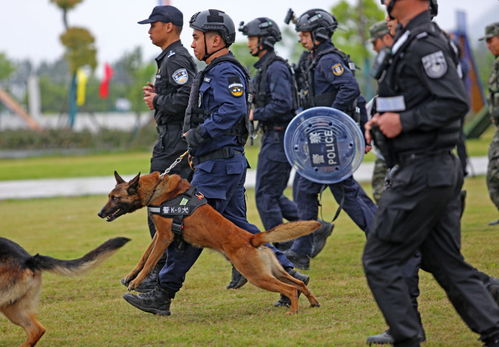 谁是最强 汪者 5名警犬训导员获 浙江金蓝领 称号