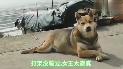 中国最胖田园犬怀宝宝的时候,比一只猪还要胖 