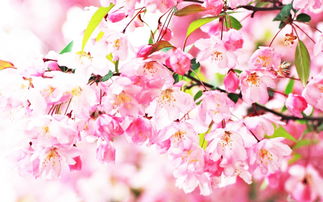 你们知道樱花的花语吗,樱花的花语是什么（关于樱花的真正寓意）