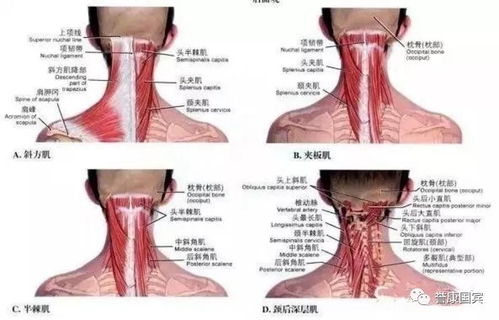 关于富贵包您了解多少