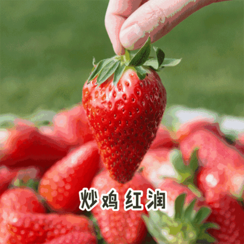 牛奶草莓的种植管理技术,四季奶油草莓种植方法