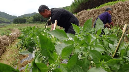 1家蔬菜种植基地,45名贫困人口 农户 合作社 基地 的模式带动农户就业增收