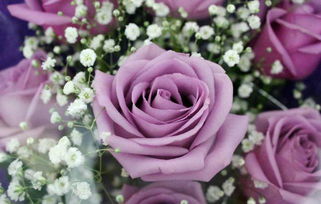 紫色玫瑰花语文案,尊敬的语言