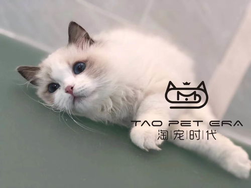 推荐 山南布拉多尔猫价格