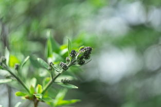 春天，大自然的复苏与希望的象征，春天英语作文5句