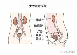 怎么防止尿路感染(女性插尿管怎么防止尿路感染)