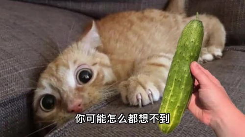 猫怕黄瓜黄瓜能把猫吓飞假的 