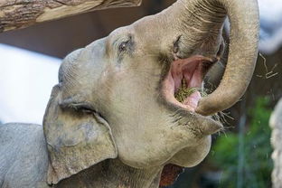 大象的舌头有什么作用 