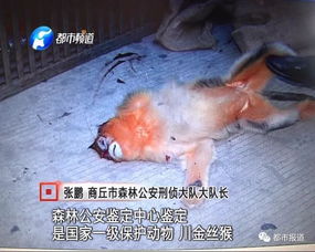 大难不死,如今她给他生了小猴子......