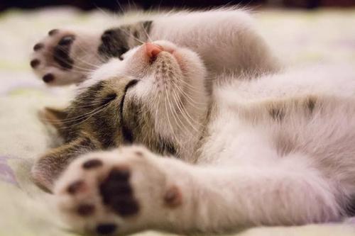 猫吃什么东西会晕倒或者睡觉 如何快速让猫不叫
