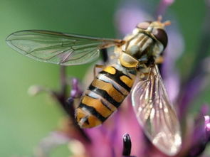 做梦梦见拍死蜜蜂是什么意思 周公解梦 