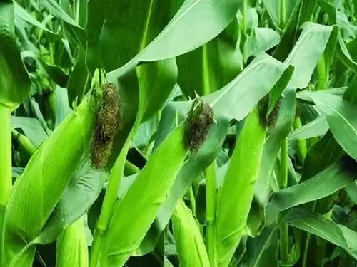 玉米生育期有哪几个 什么时候施肥增产效果显著 终于明白了