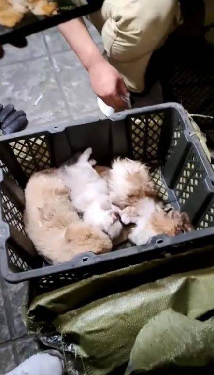 疯了 国内 宠物盲盒 狂卖,大批幼猫幼犬被塞箱活活憋死