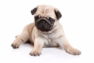 专业繁殖 纯种巴哥幼犬宝宝 低价出售 保纯种 健康