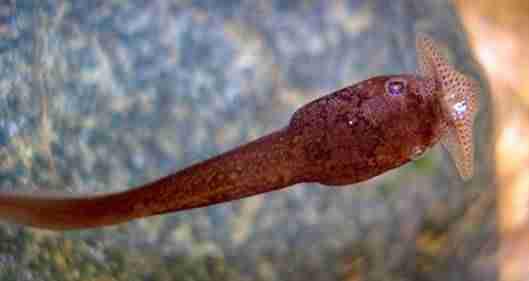 嘴巴像胡子的蝌蚪是什么品种 