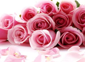 玫瑰花语大全之24朵玫瑰花代表思念