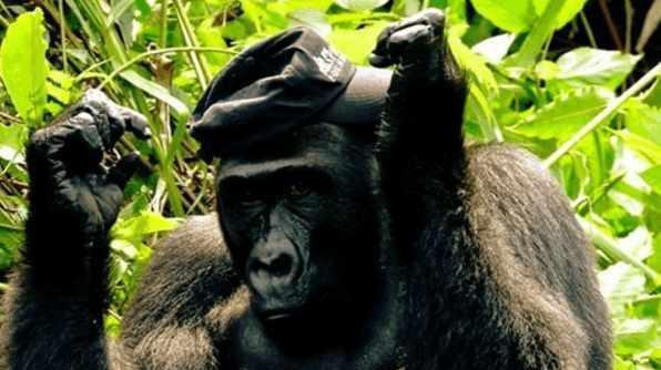 大猩猩被放生, 不久大猩猩看到饲养者的妻子后, 大猩猩强行抱着她