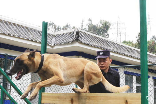 致敬 守护在边境一线的 缉毒尖兵