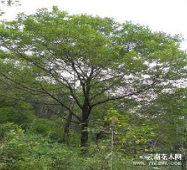 水曲柳树保护等级,水曲柳属于几级保护树种