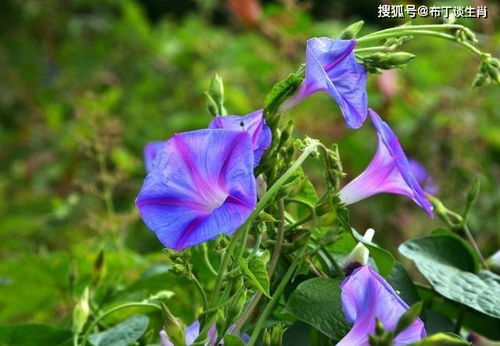 横财入宅,3月16号开始吉星照耀,运势高涨,这五大生肖迎财神,接贵人 财运 