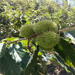 秋天栗子花开的范文  开花的栗子树艺术赏析？