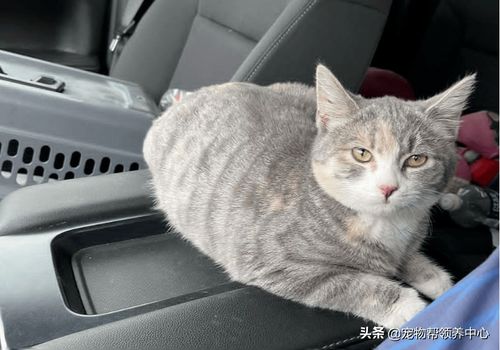 网友在汽车底下发现了猫咪无奈被缠上,后帮它找领养..渣猫