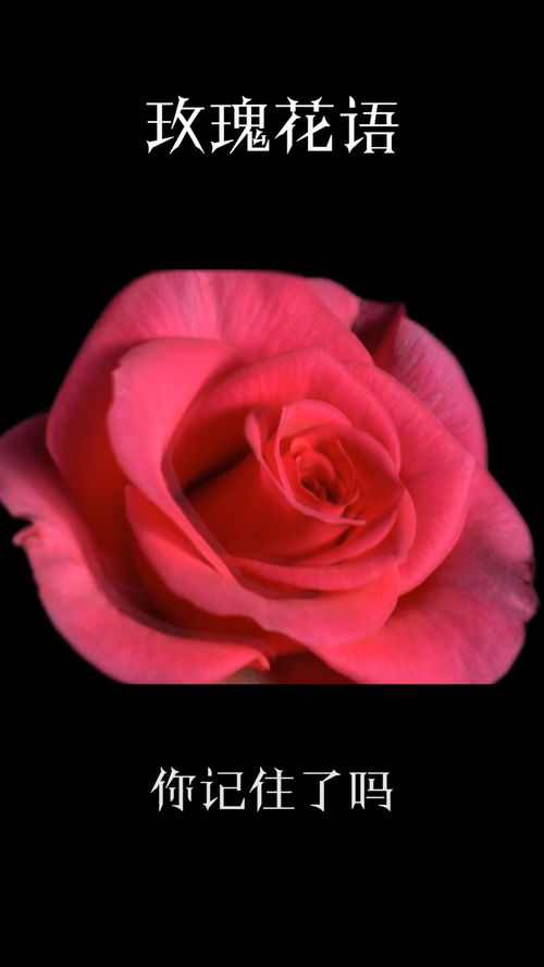 玫瑰的花语简短,玫瑰花语背后的浪漫寓意，你知道几种？