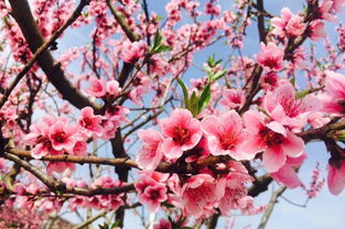 3月起,川A大军又要占领龙泉驿了 这个桃花劫躲都躲不脱 