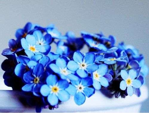 勿忘我 蓝紫色的小花儿,摆几盆在家里是真的美好至极
