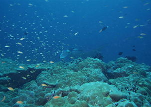 海洋生物深海动物海鱼水产水底风景图片素材 模板下载 2.08MB 其他大全 其他 