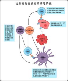 癌症免疫疗法到底怎么样