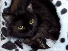 那种毛皮黑色光滑眼睛金色的猫咪是什么品种啊 大概多少钱 