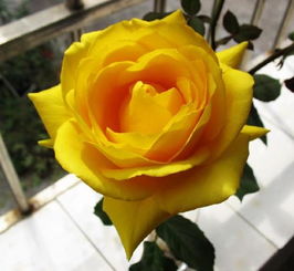 一朵粉玫瑰3朵黄玫瑰代表？