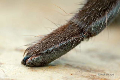 蜘蛛的腿毛好像有点可爱,毛茸茸的很有艺术感 