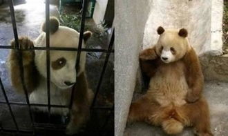 全球唯一棕色大熊猫在陕西越冬 