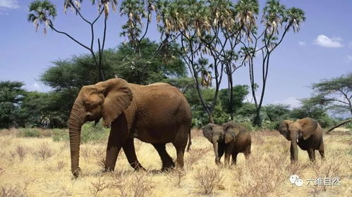 大象拦车要过路费 不是变成 拦路象 只是保护小象过马路 
