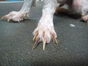 狗需要剪指甲么