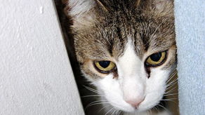 德国一宠物猫走失12年后重回主人身边 图