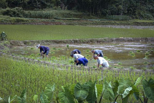 农村大片土地荒芜,大批民居无人居住是好事还是坏事