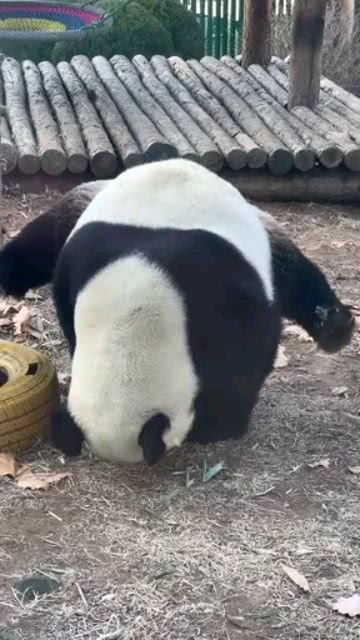 充气大熊猫是怎么倒立的