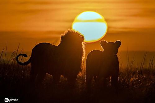 肯尼亚日出日落美景 动物沐浴阳光中画面唯美 