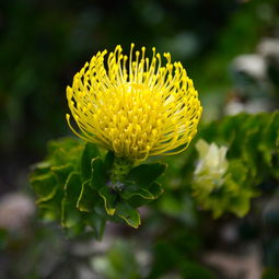 帝王花花语及象征,帝王花，被称为南非的国花，是一种极具代表性的花卉，它的花语和象征意义都蕴含着深刻的文化内涵
