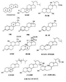 固醇类 图片欣赏中心 急不急图文 Jpjww Com